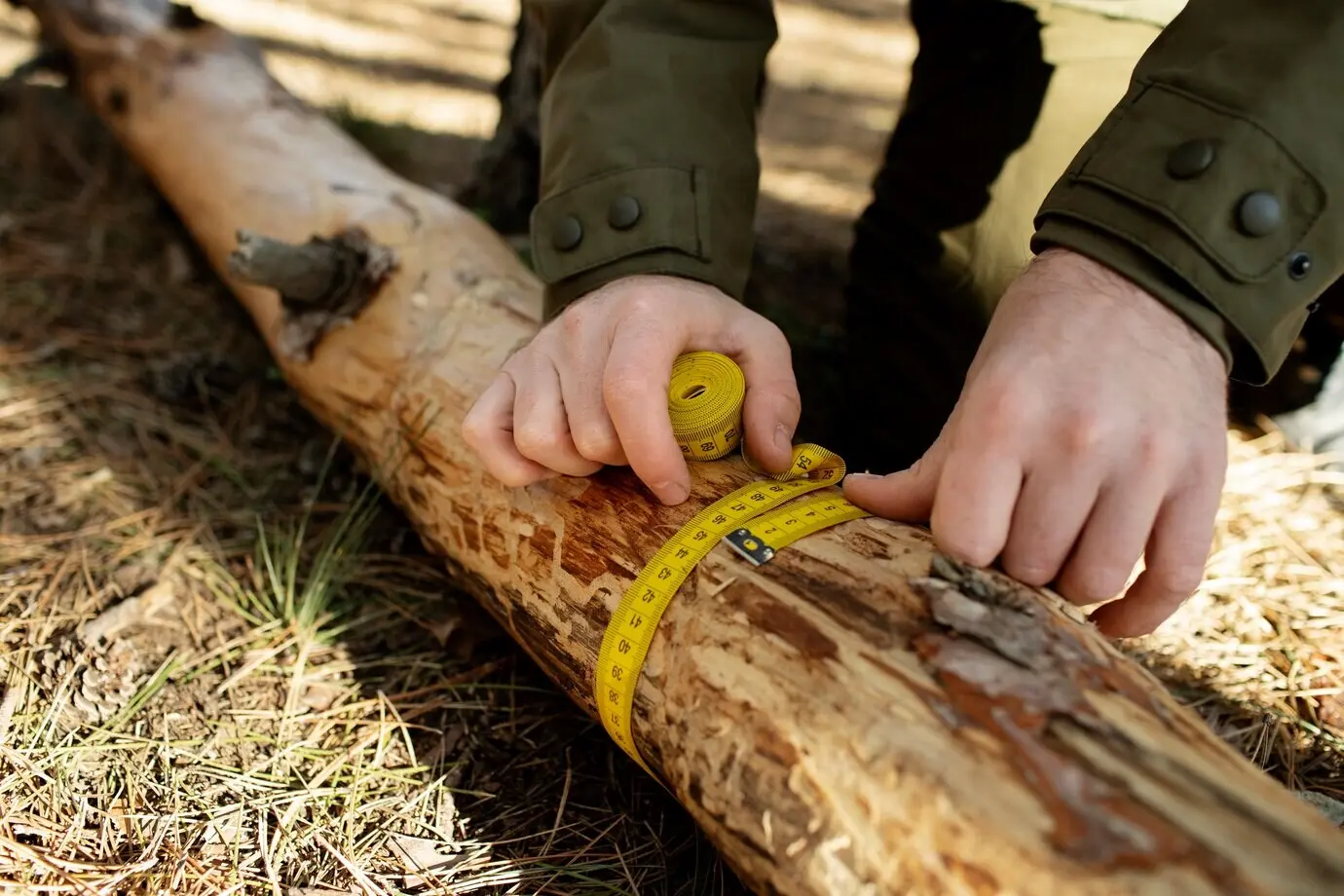 Close-up view of a park ranger in the woods.